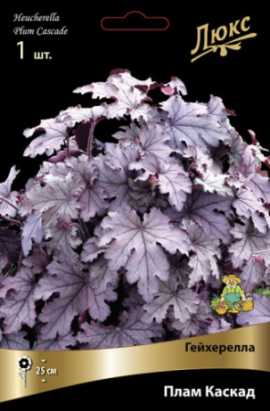 Гейхерелла Плам Каскад 1шт (Поиск)