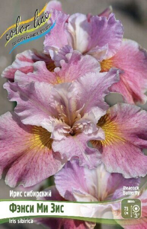 Ирис Фэнси Ми Зис (Сибирский) 1шт (Колорлайн)