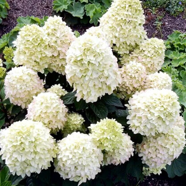 Гортензия Коттон Крим (Метельчатая) 1шт (Поиск)