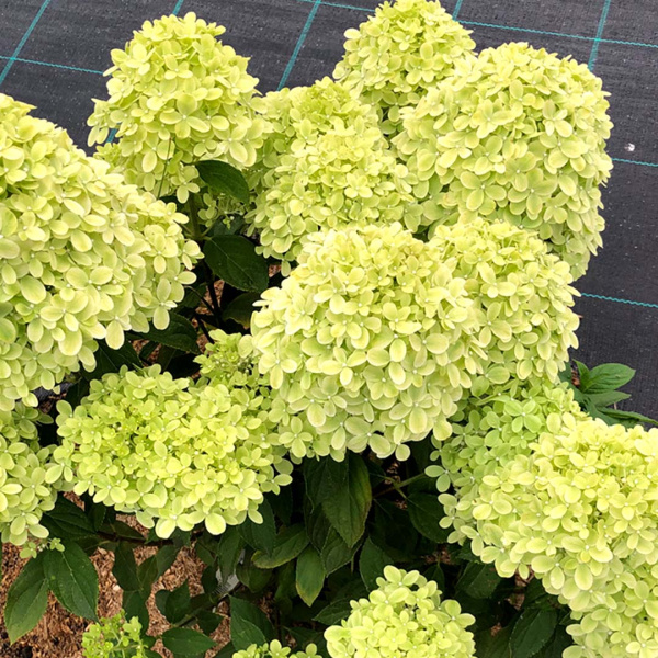 Гортензия Литтл Пассион (Метельчатая) 1шт (Поиск)