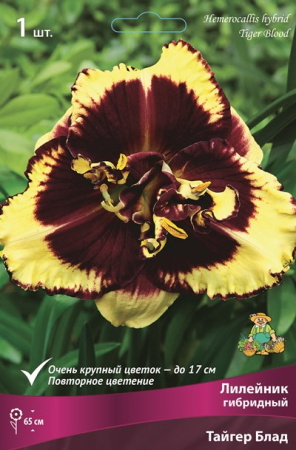 Лилейник Тайгер Блад 1шт (Поиск)