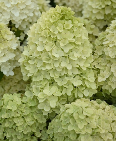 Гортензия Пандора (Метельчатая) 1шт (Поиск)