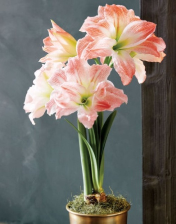 Амариллис Джайант Амадей 24/26 1шт (Поиск)