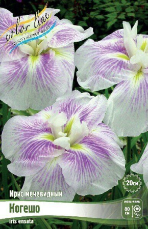 Ирис Когешо (Мечевидный) 1шт (Колорлайн)