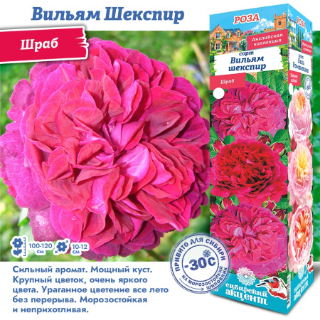 Роза Вильям Шекспир (Шраб) 1шт (Сиб сад)