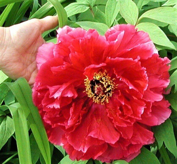 Пион Гигант из Хемозы ДР/привитый (коробка) 1шт (Поиск)