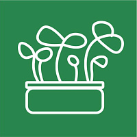 Кресс-салат