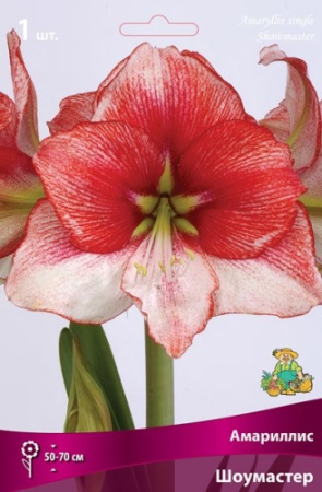 Амариллис Шоумастер 24/26 1шт (Поиск)