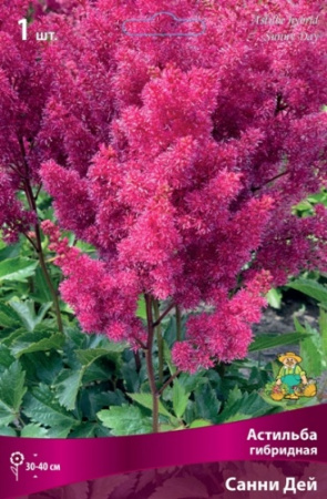 Астильба Санни Дэй 1шт (Поиск)