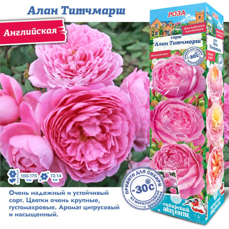Роза Алан Титчмарш (Английская) 1шт (Сиб сад)