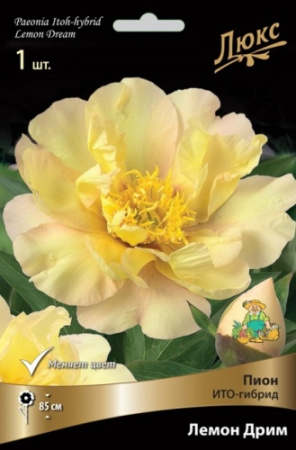 Пион Лемон Дрим (ИТО) 2/3 1шт (Поиск)