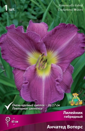 Лилейник Анчатед Вотерс 1шт (Поиск)