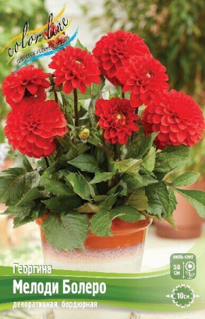 Георгина Мелоди Болеро 1шт (Колорлайн)