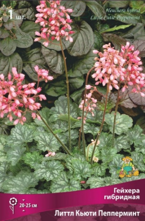 Гейхера Литтл Кьюти Пепперминт 1шт (Поиск)