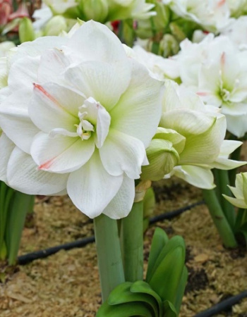 Амариллис Вайт Амадеус 24/26 1шт (Поиск)