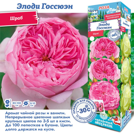 Роза Элоди Госсюэн (Шраб) 1шт (Сиб сад)