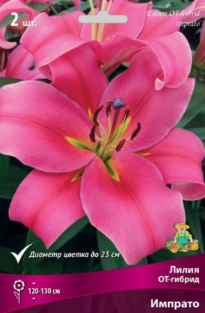 Лилия Импрато (ОТ гибрид) 12/14 2шт (Поиск)