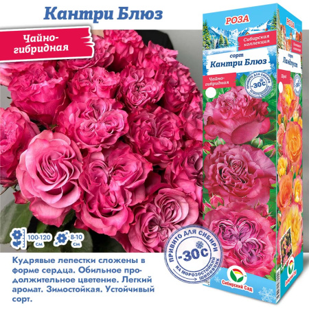 Роза Кантри Блюз (Чайно-гибридная) 1шт (Сиб сад)