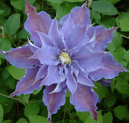 Клематис Тарту (капер) 1шт (Поиск)