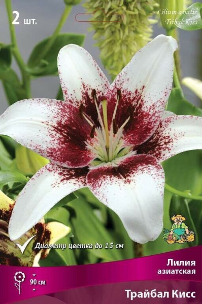 Лилия Трайбал Кисс (Азиатский гибрид) 12/14 2шт (Поиск)