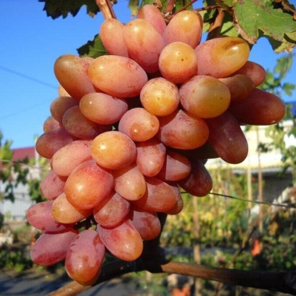 Виноград Пребреженский (коробка) 1шт (Сиб Сад)