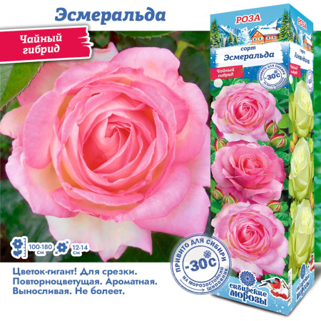 Роза Эсмеральда (Чайно-гибридная) 1шт (Сиб сад)