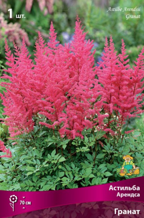 Астильба Гранат 1шт (Поиск)