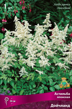Астильба Дойчланд 1шт (Поиск)