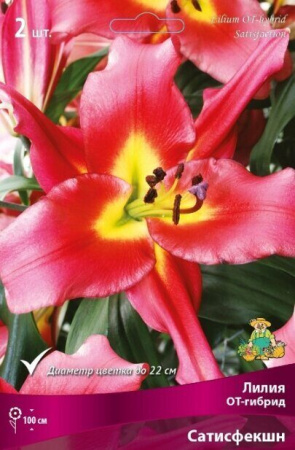 Лилия Сатисфекшн (ОТ гибрид) 12/14 2шт (Поиск)