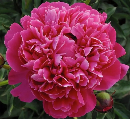 Пион Канзас 2/3 1шт (Поиск)