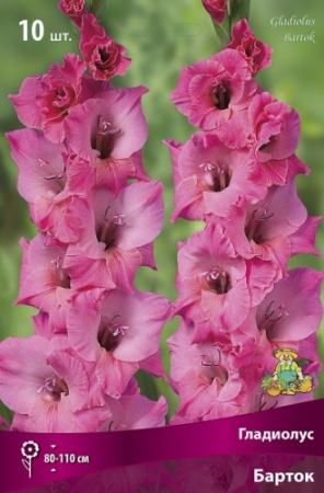 Гладиолус Барток 10/12 10шт (Поиск)