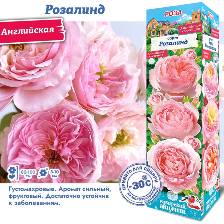 Роза Розалинд (Английская) 1шт (Сиб сад)