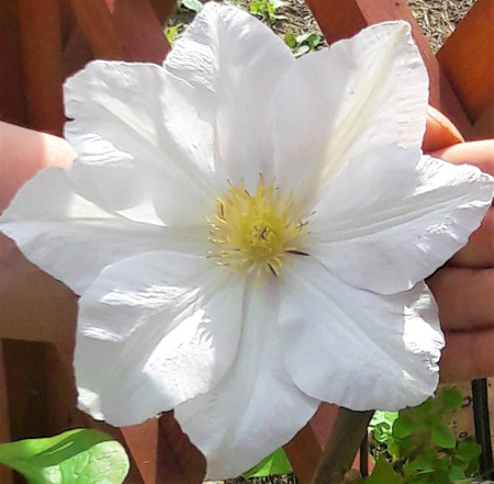 Клематис Токи (коробка) 1шт (Поиск)