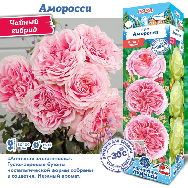 Роза Аморосси (Чайно-гибридная) 1шт (Сиб сад)