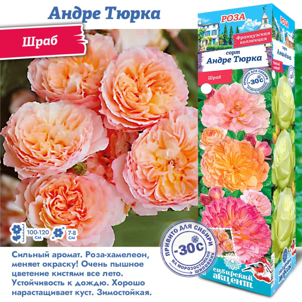 Роза Андре Тюрка (Шраб) 1шт (Сиб сад)