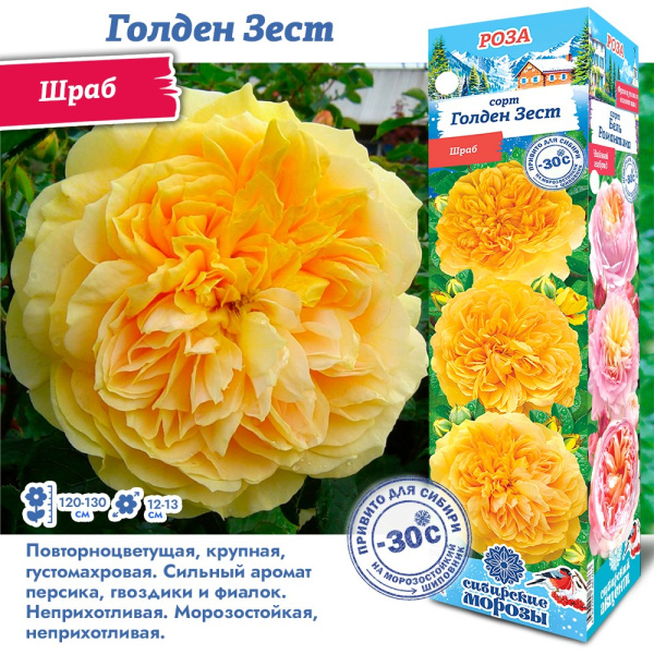 Роза Голден Зест (Шраб) 1шт (Сиб сад)