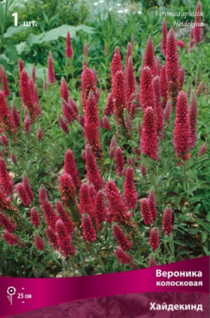 Вероника Хайдекинд 1шт (Поиск)