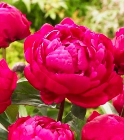 Пион Фиона 2/3 1шт (Поиск)