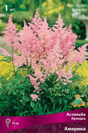 Астильба Америка 1шт (Поиск)