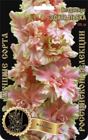 Гладиолус Эдита Пьеха 535,Кузнецов Экстра 7шт (Ф)