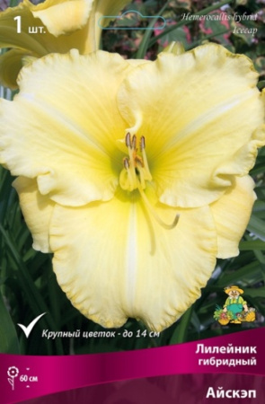 Лилейник Айскэп 1шт (Поиск)