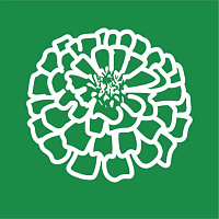 Циннии Циннии