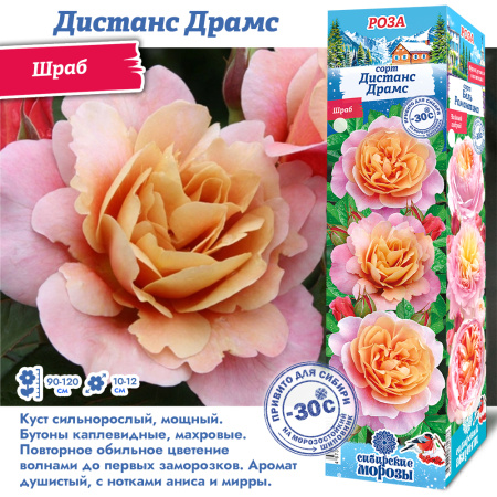 Роза Дистанс Драмс (Шраб) 1шт (Сиб сад)