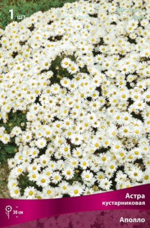 Астра Аполло 1шт (Поиск)