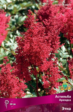 Астильба Этна 1шт (Поиск)