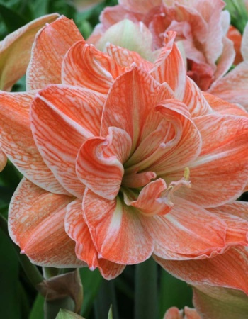 Амариллис Экзотик Нимф 22/24 1шт (Поиск)