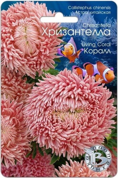 Астра ХРИЗАНТЕЛЛА Коралл однолетник 30шт (Биотехника)
