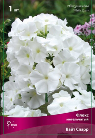 Флокс Вайт Спарр 1шт (Поиск)