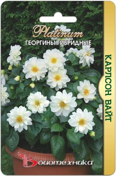 Георгина Карлсон Вайт однолетник 10шт (Биотехника) Георгина Карлсон Вайт однолетник 10шт (Биотехника)