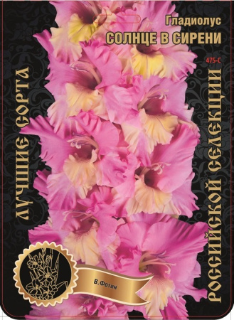Гладиолус Солнце в Сирени 475,Фотин 1 р-р 7шт (Ф)